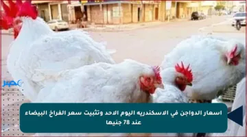 أسعار الدواجن في الإسكندرية اليوم الأحد وتثبيت سعر الفراخ البيضاء عند 78 جنيها
